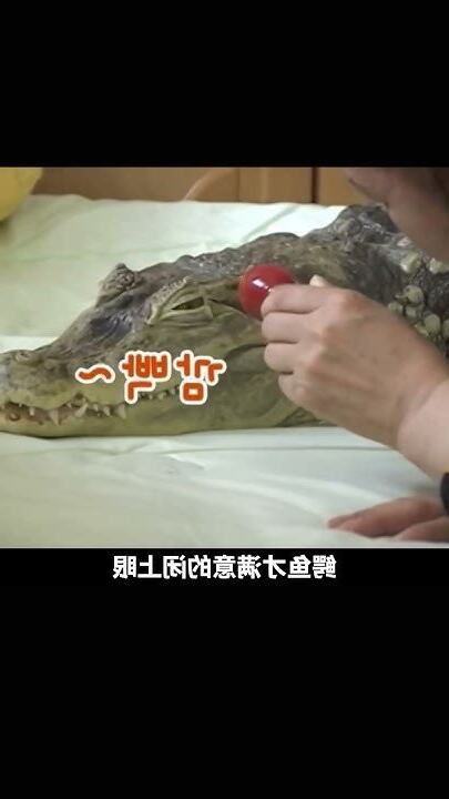鱷魚 風水